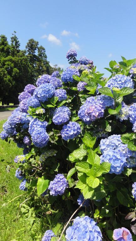 Quinta Do Chico Feijao Villa Lajes Værelse billede